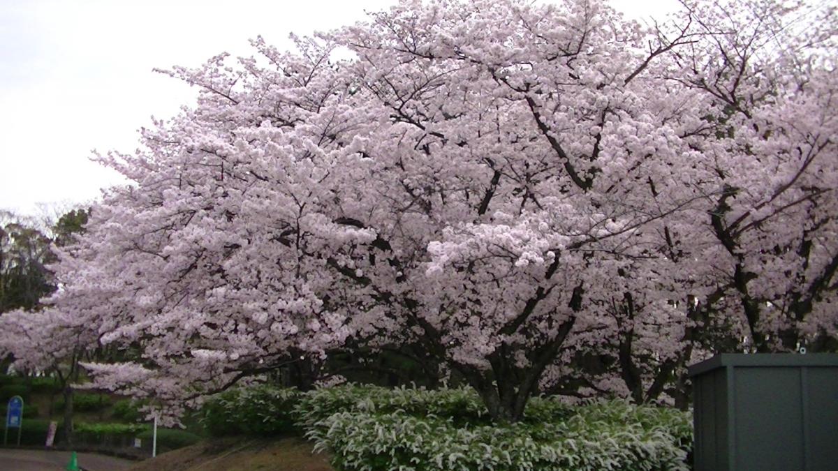 桜　自然文化園