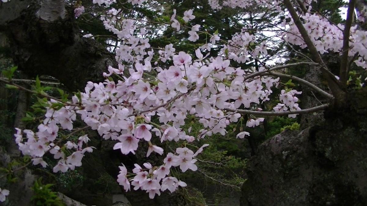 桜　日本庭園