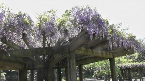 藤棚