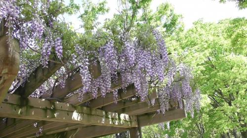 藤棚