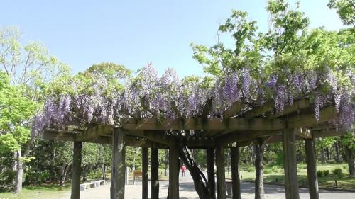 藤棚