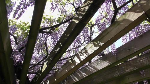 藤棚