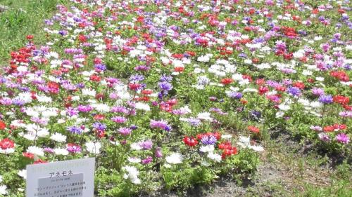 アネモネ