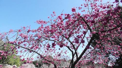 寒緋桜