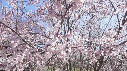 早咲き桜