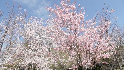 早咲き桜