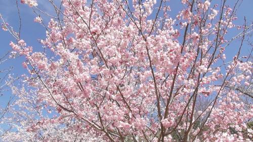 早咲き桜