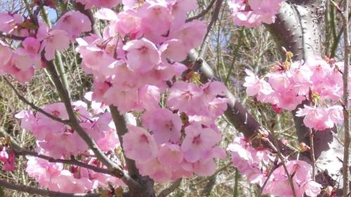 早咲き桜