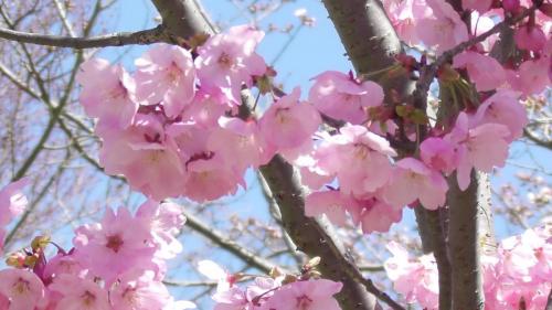 早咲き桜