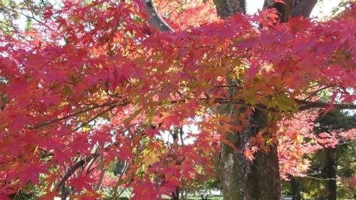 紅葉