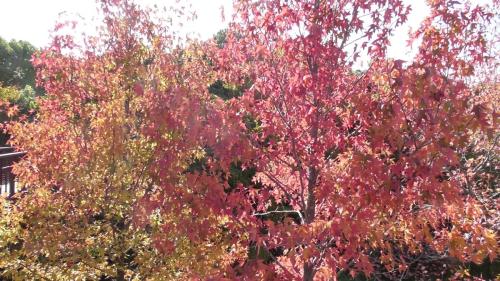 紅葉