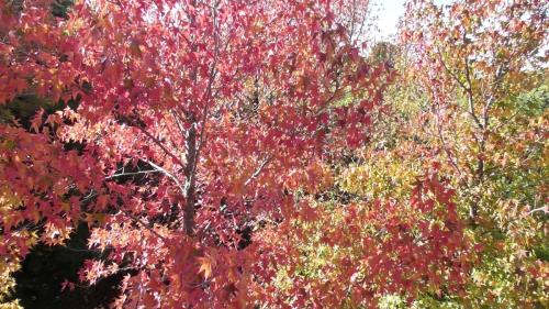 紅葉