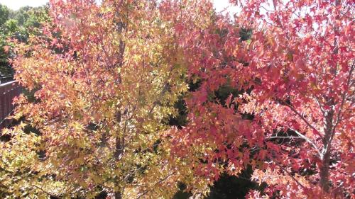 紅葉