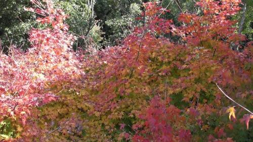 紅葉