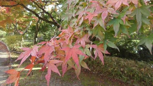 紅葉