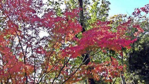 紅葉　自然文化園