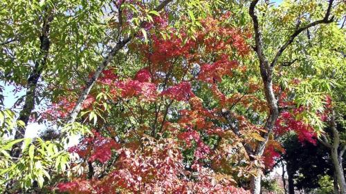 紅葉　自然文化園