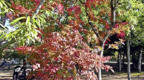 紅葉　自然文化園