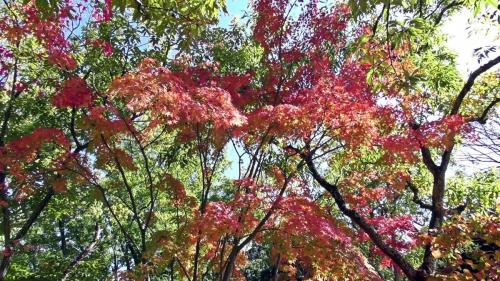 紅葉　自然文化園