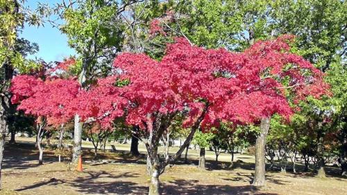 紅葉　自然文化園