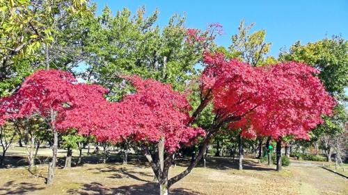 紅葉　自然文化園