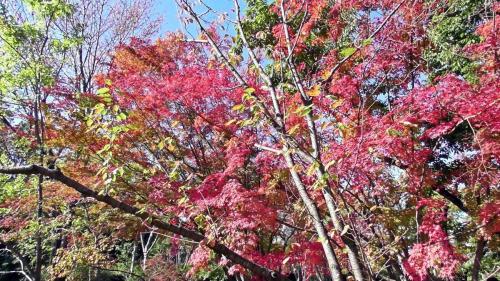 紅葉　自然文化園
