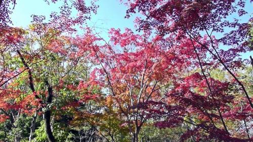 紅葉　自然文化園
