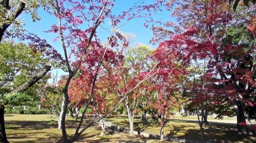 紅葉　自然文化園