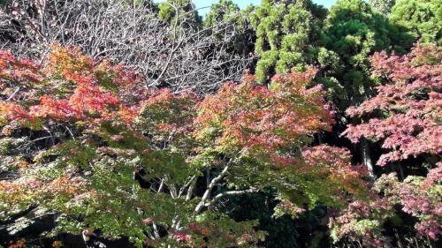 紅葉　自然文化園