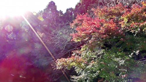 紅葉　自然文化園