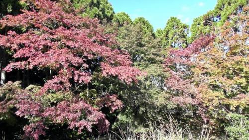 紅葉　自然文化園