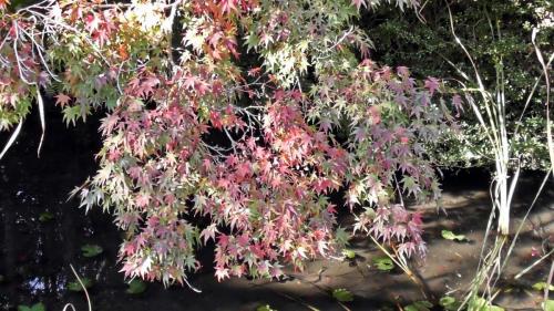 紅葉　自然文化園