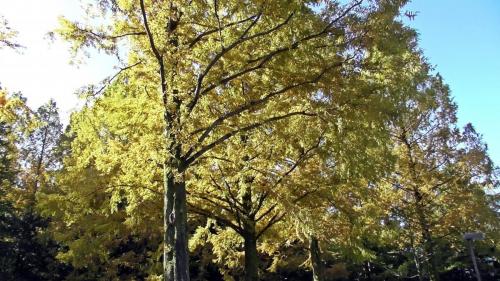 紅葉　自然文化園