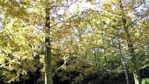 紅葉　自然文化園