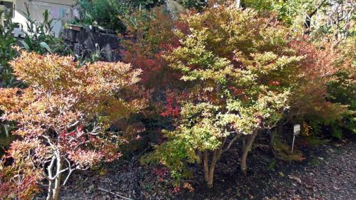 紅葉　自然文化園