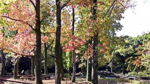 紅葉　自然文化園