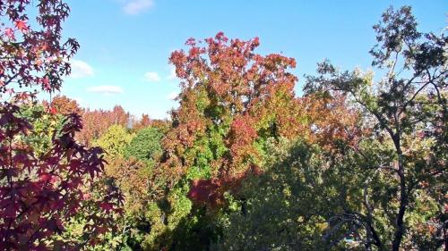 紅葉　自然文化園