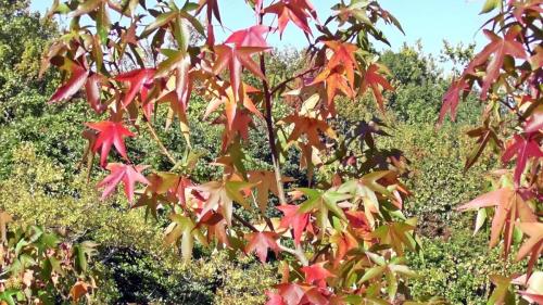 紅葉　自然文化園