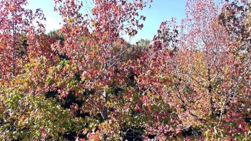 紅葉　自然文化園