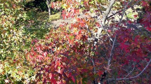 紅葉　自然文化園