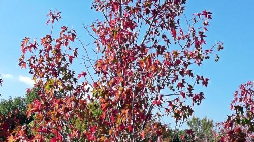 紅葉　自然文化園