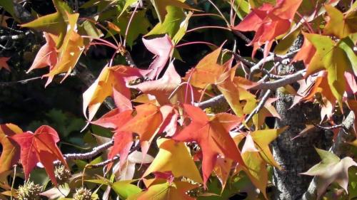 紅葉　自然文化園