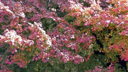 紅葉　自然文化園