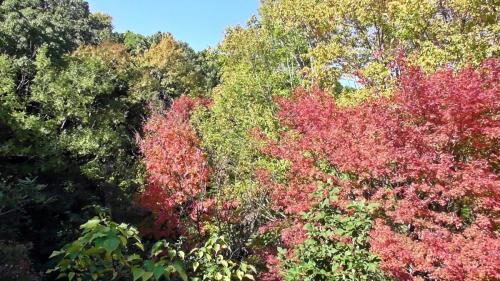 紅葉　自然文化園