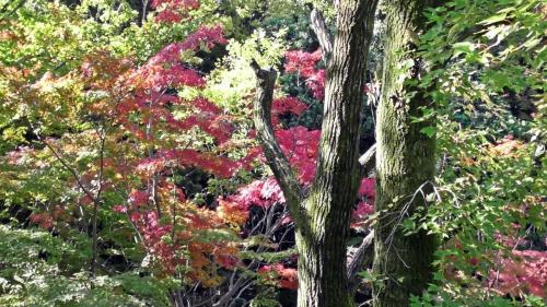 紅葉　自然文化園