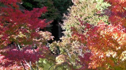 紅葉　自然文化園