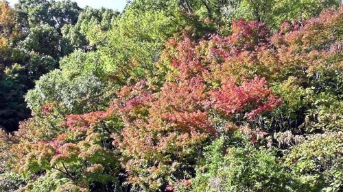 紅葉　自然文化園