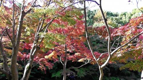 紅葉　自然文化園