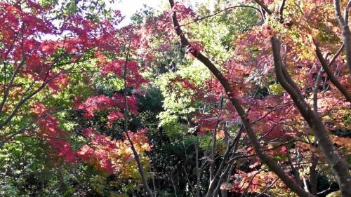 紅葉　自然文化園
