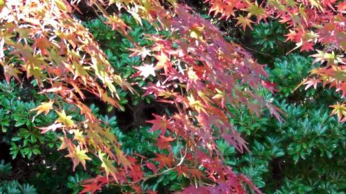 紅葉　自然文化園